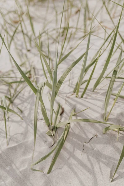 Scène Plage Avec Des Herbes Dans Une Dune Sable — Photo