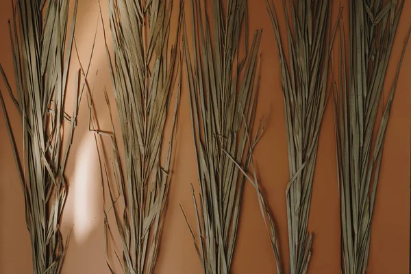 Schöne Getrocknete Tropische Palmblattstiele Auf Orangefarbenem Hintergrund Mit Unscharfen Schatten — Stockfoto