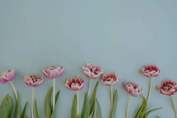 Тюльпан Цветы Пастельно Голубом Фоне Копировальным Пространством Плоский Вид Сверху — стоковое фото