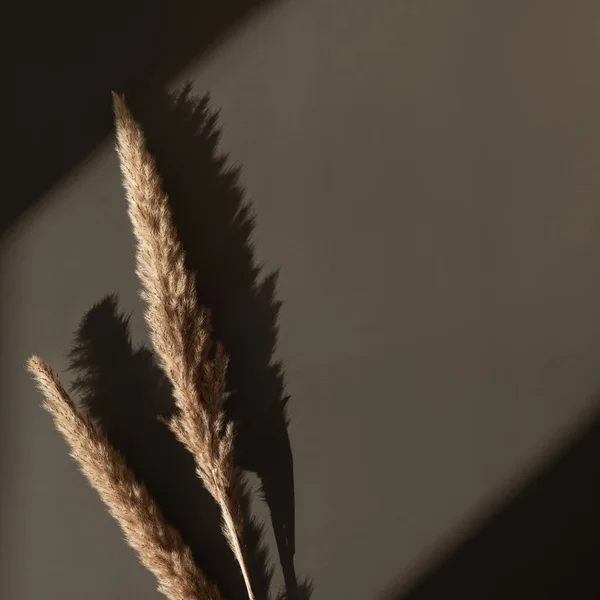 Elegant Aesthetic Dried Pampas Grass Stems Sunlight Shadows Warm Grey — Stock Photo, Image