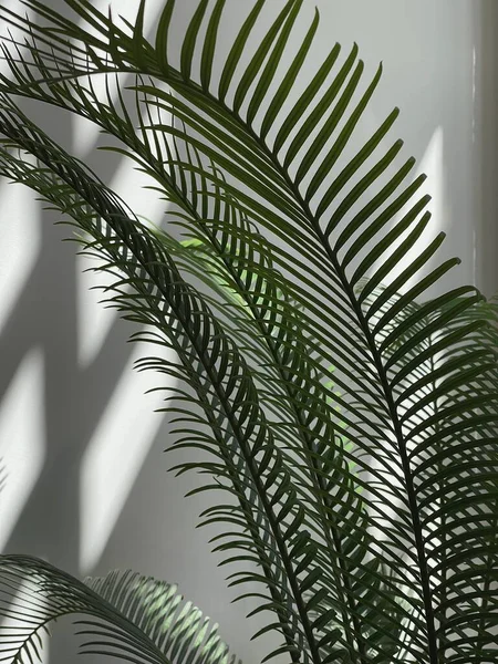 Closeup of exotic tropical palm leaf with warm reflections in sun light. Sunlight shadows on the wall