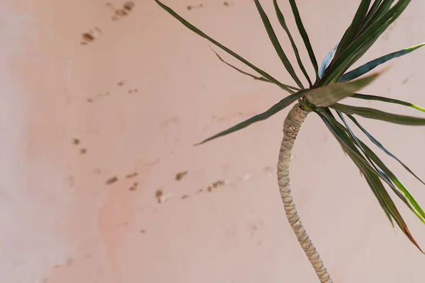 Primo Piano Foglie Palma Tropicale Esotico Verde Sfondo Rosa Composizione — Foto Stock