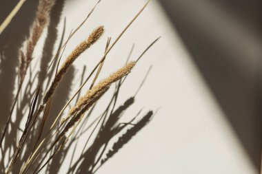 Estetik çiçek kompozisyonu. Kurumuş tüylü otlar, güneş ışığı yansımalarıyla saplanır. Güneş ışığı arka planı gölgeler