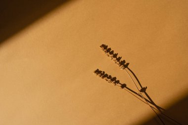 Fotokopi alanı olan turuncu arka planda kurumuş ot sapları. Sıcak güneş ışığı gölgesi silueti yansıtır. Minimalist basitlik düzlüğü. Estetik üst görünüm çiçek bileşimi