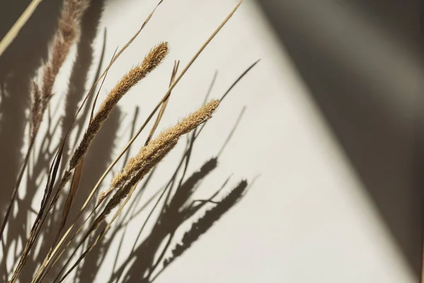 Aesthetic Flower Composition Dried Fluffy Pampas Grass Stalks Sunlight Shadows — Stock Photo, Image