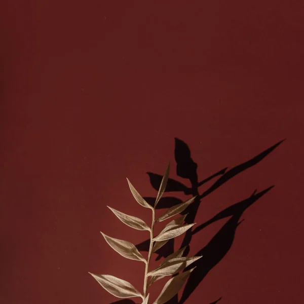 美丽的蓬松干枯的草地 深红色背景 有深深模糊的阳光阴影 审美上最小的花卉构图 — 图库照片