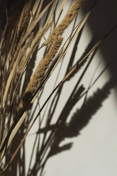 Dried Pampas Grass Bouquet Sunlight Shadows White Wall Aesthetic Neutral — Stock Fotó