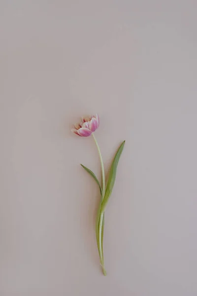 Tulipán Virág Pasztell Rózsaszín Háttér Lapos Fekvésű Felülnézet — Stock Fotó