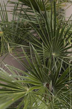 Bej arka planda palmiye yaprağı. Güzel bir yaz tropikal doğa geçmişi. Yaz seyahati, tatil kavramı.