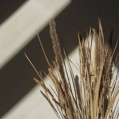 Estetik kurutulmuş otlar, tarafsız duvardaki güneş ışığı gölgelerinde sazlıklar. Minimalist Paris titreşimleri çiçek kompozisyonu