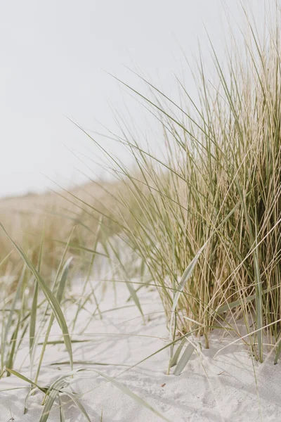 Suszona Trawa Wypływa Plaży Białym Piaskiem Neutralne Beżowe Kolory Krajobraz — Zdjęcie stockowe
