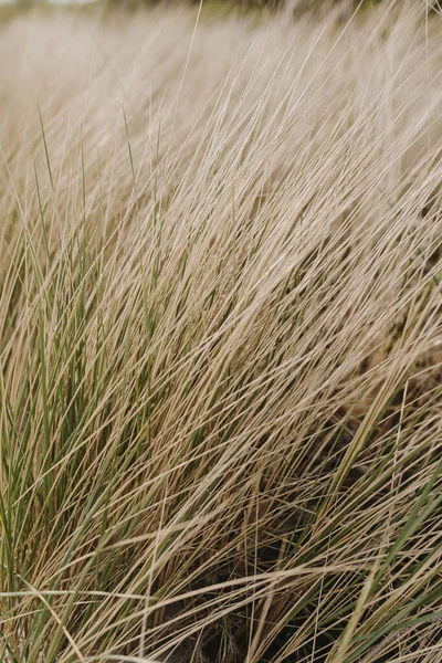 海边干枯的黄草 有干草的背景景观 — 图库照片