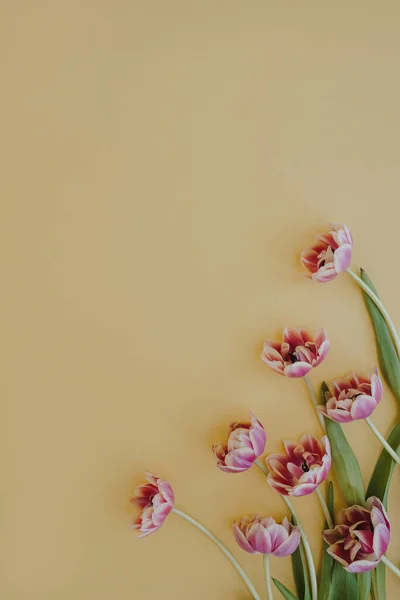 Fleurs Tulipes Sur Fond Jaune Pastel Avec Espace Copie Couché — Photo