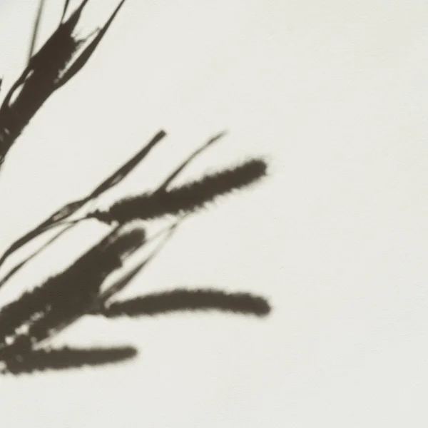 草茎的阳光阴影在墙上 中性米色背景下的审美花卉模糊轮廓反射 — 图库照片