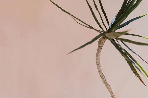 Tropiska Exotiska Palmblad Mjuk Pastellrosa Bakgrund Estetisk Minimal Blommig Sammansättning — Stockfoto