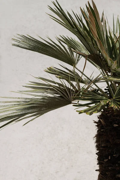 Palmeira Com Folhas Belo Verão Exótico Fundo Natureza Tropical Verão — Fotografia de Stock