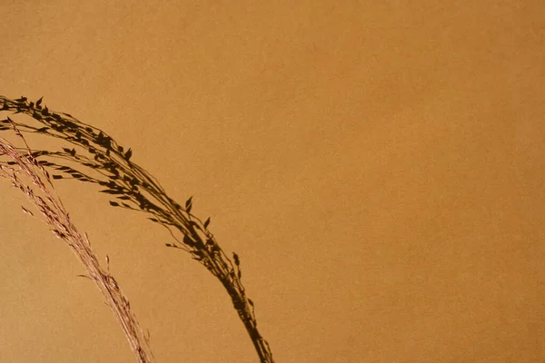 Сушеные Стебли Травы Оранжевом Фоне Копировальным Пространством Теплые Солнечные Тени — стоковое фото