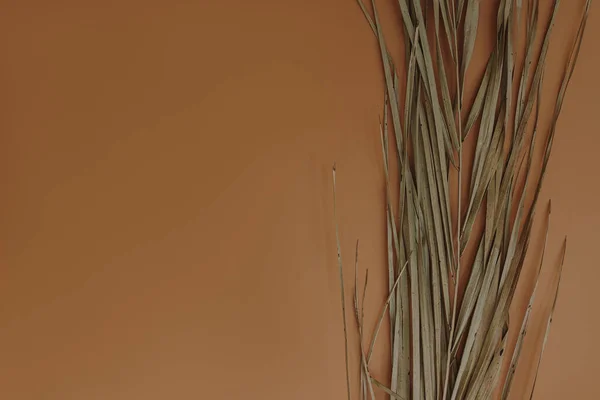 Eleganter Ästhetischer Getrockneter Palmblattstiel Auf Orangefarbenem Hintergrund Mit Kopierraum Boho — Stockfoto