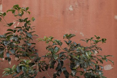 Tarafsız kırmızı arkaplanda yeşil yapraklı Bush