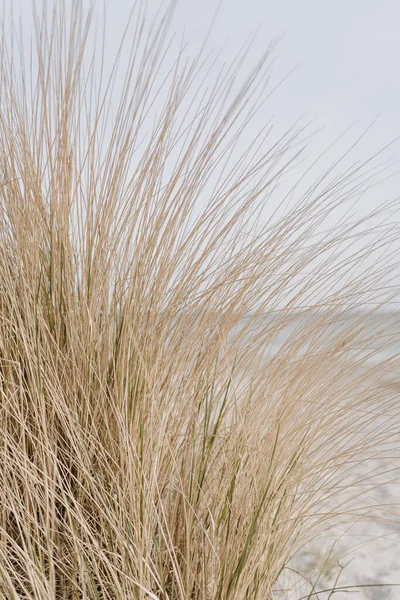 White Sand Beach Dry Beige Grass Stems — Stok fotoğraf