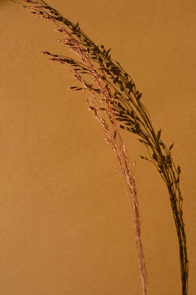 Beautiful Dried Grass Deep Neutral Orange Background Deep Blurred Sunlight — Stock Photo, Image