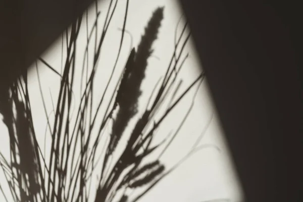 Grashalme Werfen Schatten Auf Die Wand Ästhetische Florale Silhouette Reflexion — Stockfoto