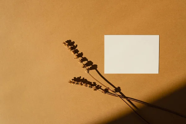 Üzerinde Zencefil Arkaplanı Güneş Işığı Silueti Olan Boş Kağıt Kağıtlar — Stok fotoğraf