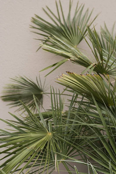 熱帯エキゾチックなヤシの葉の背景 審美的な最小限の性質 花の背景 — ストック写真