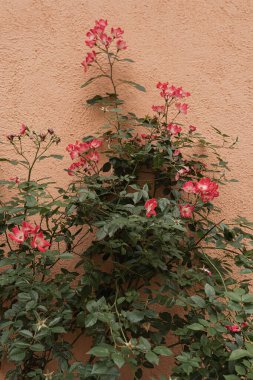 Kırmızı çiçekler çalılık ve nötr mercan duvarında yapraklar. Estetik çiçek arkaplanı