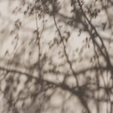 Tarafsız bej duvar arka planında ağaç yapraklarının estetik güneş ışığı gölgesi