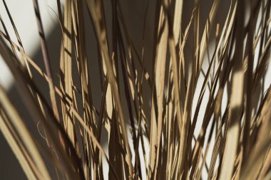 Aesthetic dried beige pampas grass, reeds. Beautiful minimal background with neutral colors. Sunlight shadow reflections on the wall. Parisian vibes.