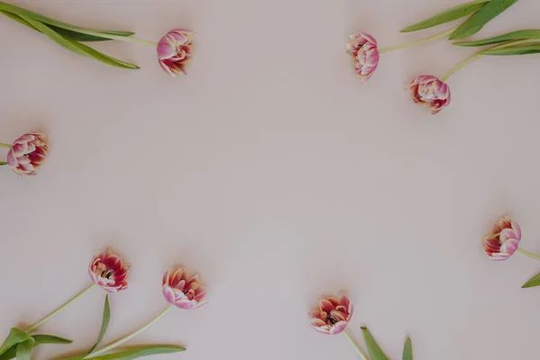 Estetické Minimální Květinové Složení Prázdný Rám Tulipánů Květiny Světle Pastelově — Stock fotografie