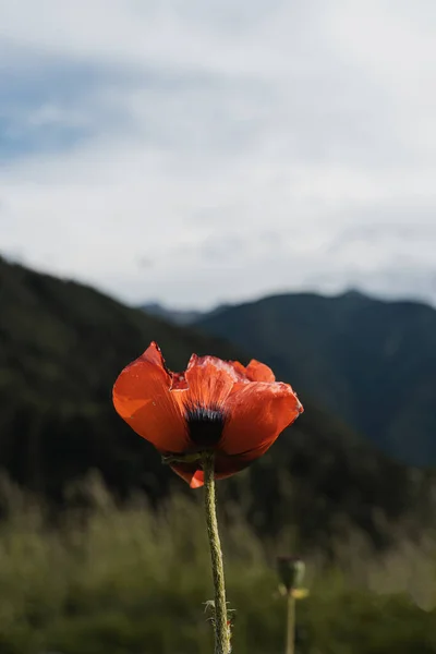 Κόκκινο Λουλούδι Παπαρούνας Ιστορικό Αφηρημένης Φύσης — Φωτογραφία Αρχείου