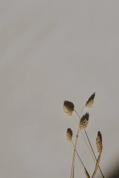 Trockenes Flauschiges Hasenschwanzgras Auf Warmbraunem Weißem Hintergrund Mit Weichen Verschwommenen — Stockfoto