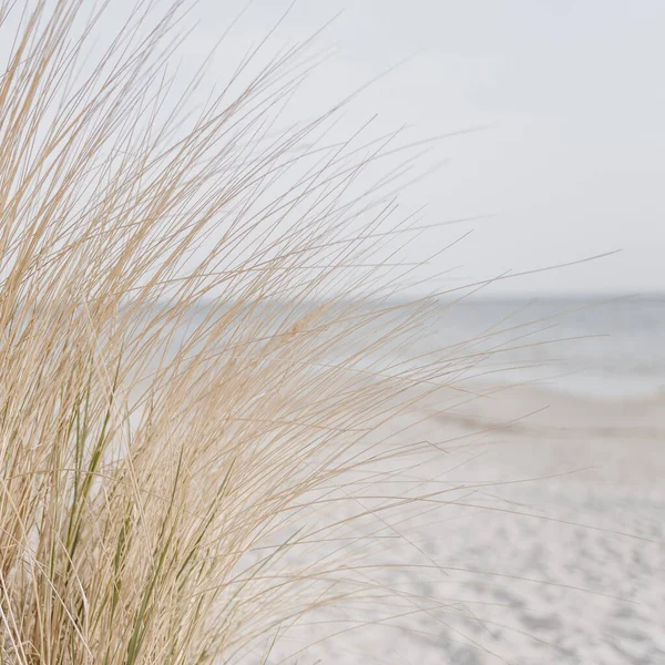 Grama Seca Decorre Praia Com Areia Branca Cores Bege Neutras — Fotografia de Stock