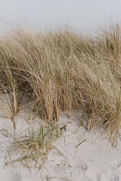 줄기는 해변에 모래와 베이지 — 스톡 사진
