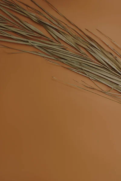 Getrockneter Palmblattstiel Auf Orangefarbenem Hintergrund Minimalistische Einfachheit Lag Flach Ästhetische — Stockfoto