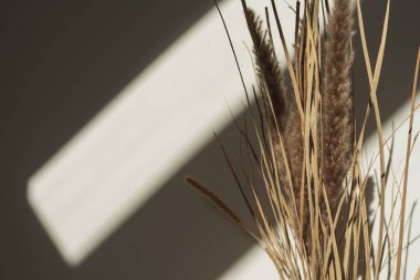 Elegant gentle dried grass bouquet with sunlight shadow reflections on the wall