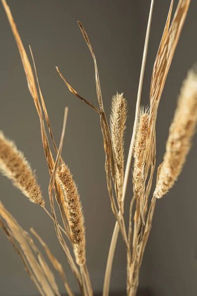Aesthetic Dried Beige Pampas Grass Reeds Beautiful Minimal Background Neutral — Stock Photo, Image