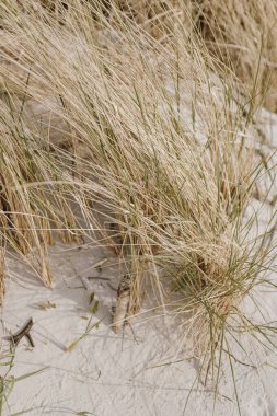 Kumsal çimenli kum tepeleri. Kumsalda çimler
