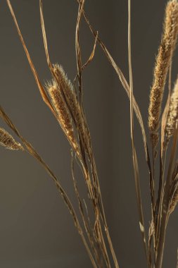 Aesthetic dried beige pampas grass, reeds. Beautiful minimal background with neutral colors. Sunlight shadow reflections on the wall. Parisian vibes