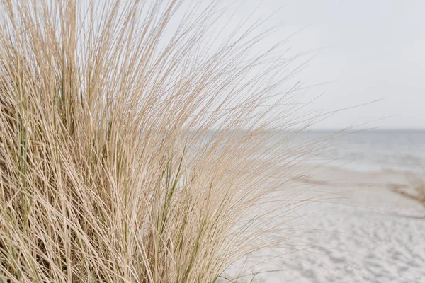 Scena Plażowa Trawami Wydmie — Zdjęcie stockowe
