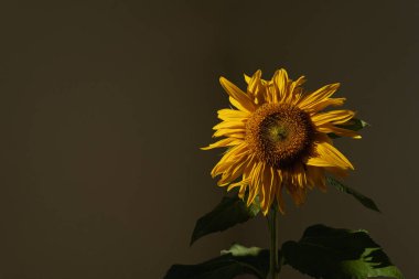 Karanlık duvara karşı güneş ışığı gölgelerinde ayçiçeği. Estetik çiçek arkaplanı