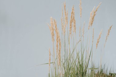 Zarif, ince, kuru otlar. Tarafsız renklerle donatılmış güzel bir arka plan. Asgari, modaya uygun, fotokopi alanı konsepti. Estetik Paris titreşimleri