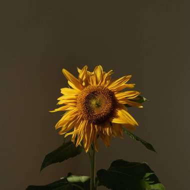 Karanlık duvara karşı güneş ışığı gölgelerinde ayçiçeği. Estetik çiçek arkaplanı