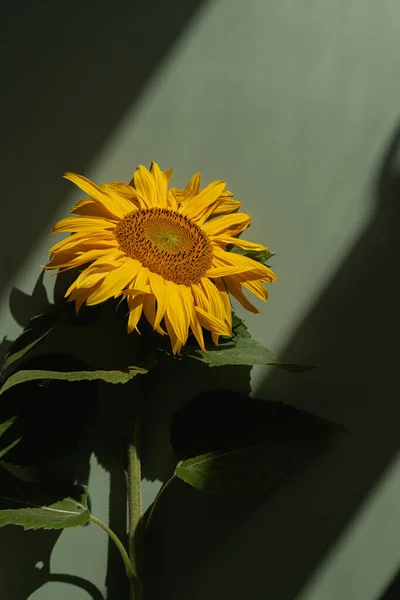 Girassol Sombras Luz Solar Fundo Verde Claro Fundo Floral Estético — Fotografia de Stock