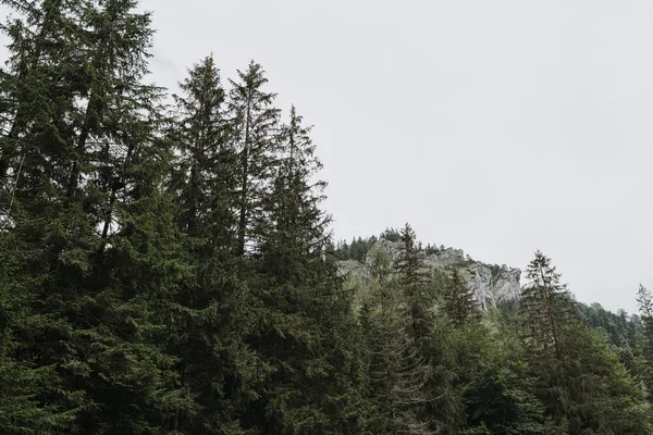 Pohon Konifer Dan Pegunungan — Stok Foto