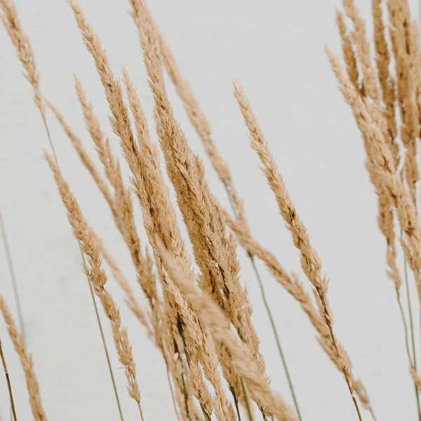 Elegant Thin Dry Grass Stems Beautiful Background Neutral Colours Minimal — Stock Photo, Image