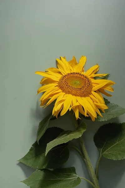 Girasol Amarillo Sobre Fondo Verde Pastel Composición Floral Estética —  Fotos de Stock