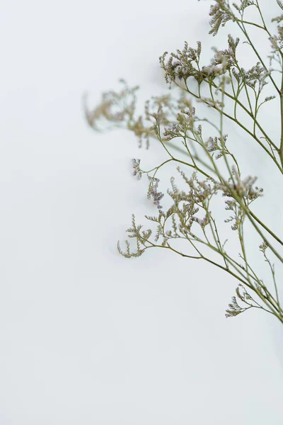 Suché Květinové Stonek Větev Bílém Pozadí — Stock fotografie